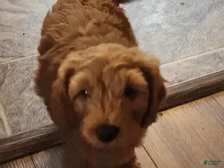 Mini Goldendoodle dogs Mini Goldendoodle 1 - Ad 4