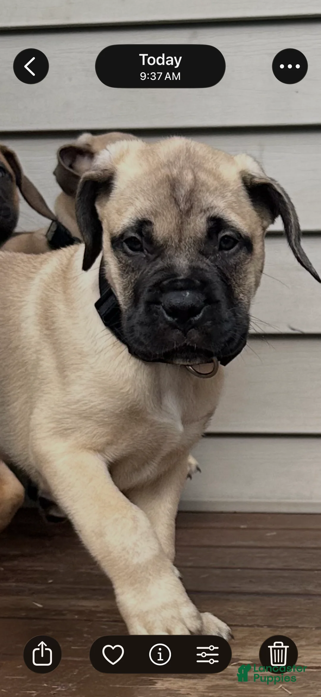 Bullmastiff dogs for sale: Kinger - Ad 2