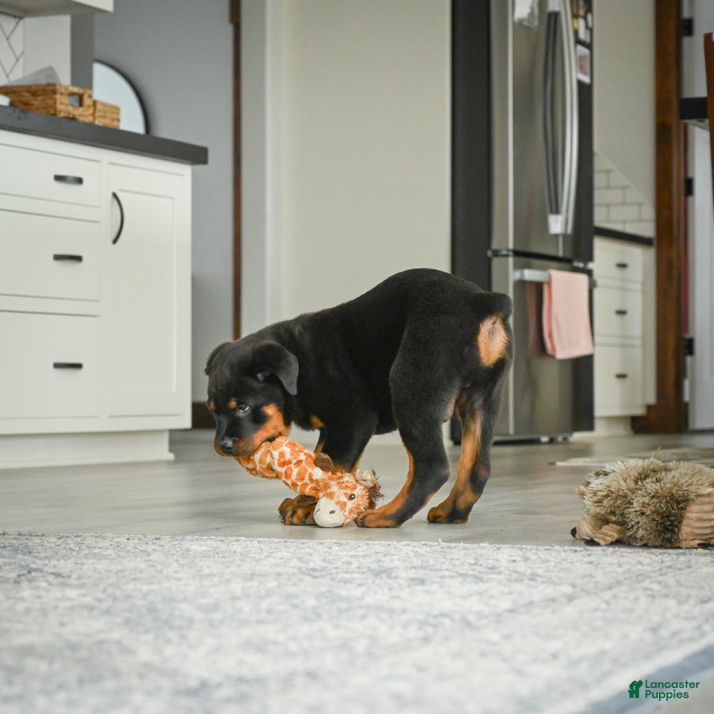 Rottweiler dogs Turbo - Ad 2