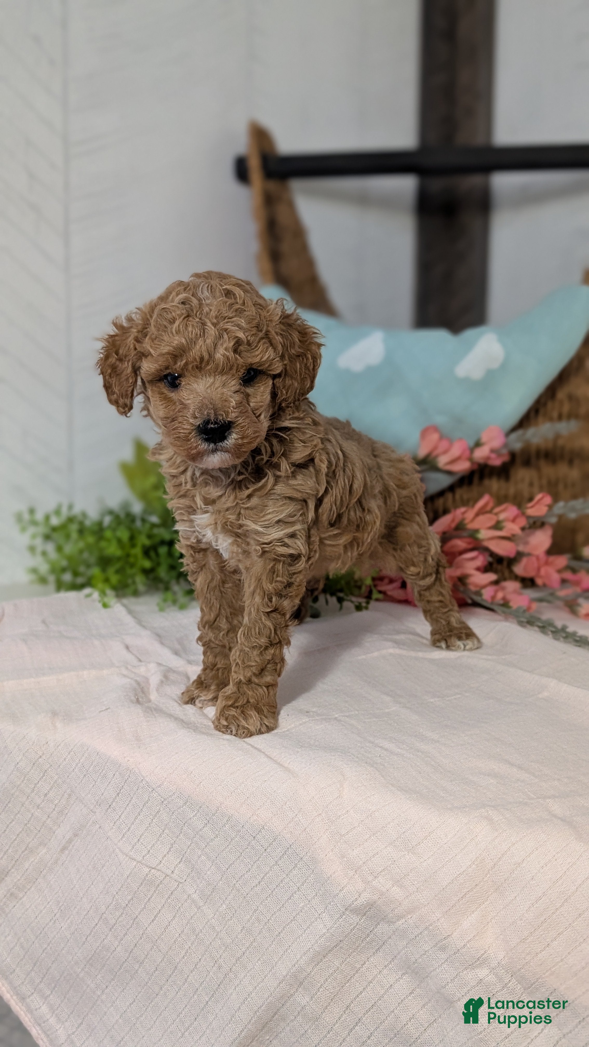 Miniature Poodle dogs Zion - Ad 6