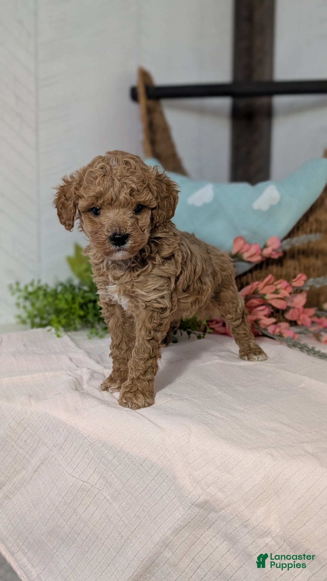 Miniature Poodle dogs for sale: Zion - Ad 6