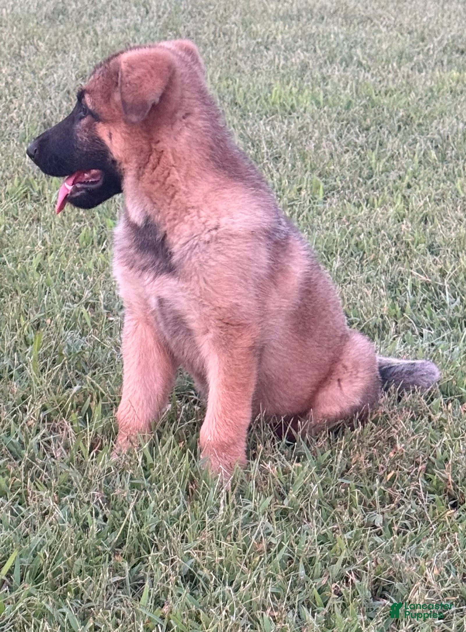 German Shepherd dogs Maverick (AKC) - Ad 1