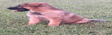 Maverick (AKC)