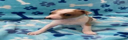 Italian Greyhound dogs for sale: Italian Greyhound Puppy 1 - Ad 3