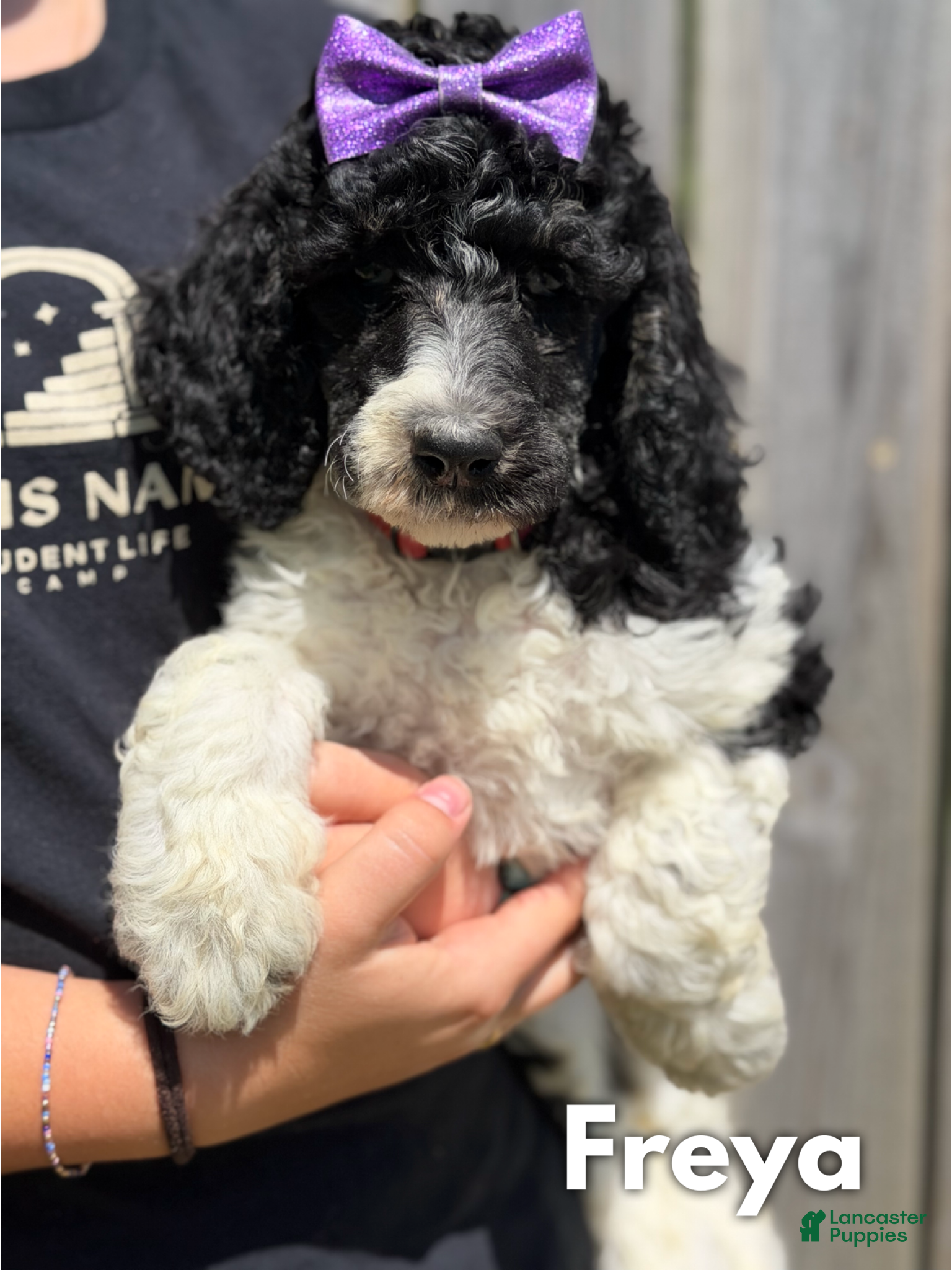 Standard Poodle dogs Freya - AKC Tri Parti - Ad 30