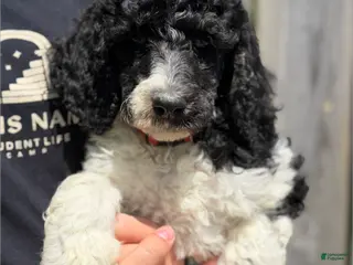 Standard Poodle dogs Freya - AKC Tri Parti - Ad 18