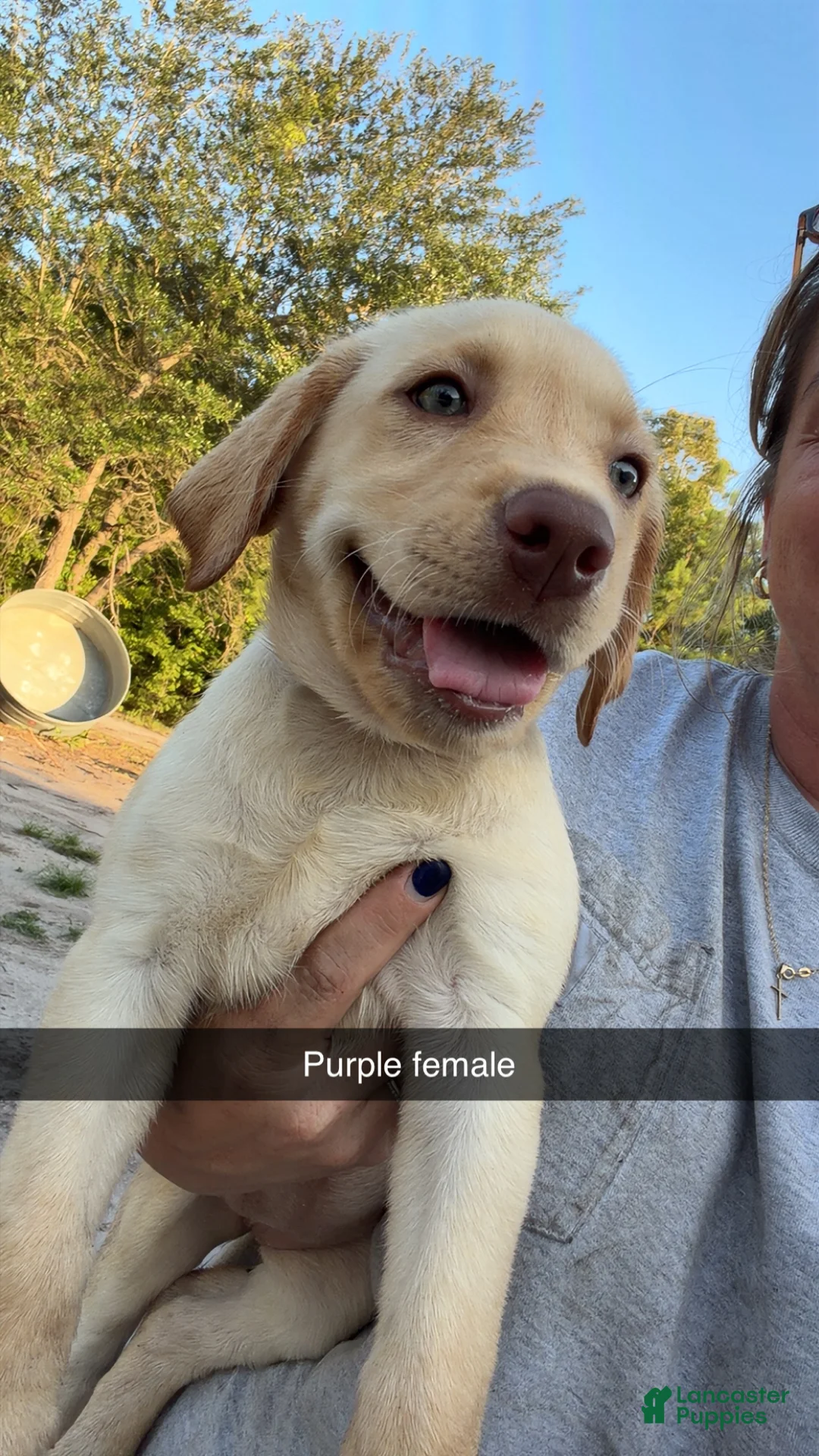 Labrador Retriever dogs for sale: Purple Female - Ad 2