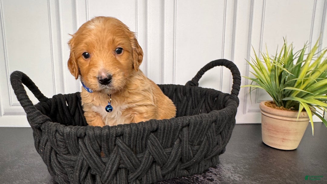 Mini Goldendoodle dogs for sale: Loki F one - Ad 10