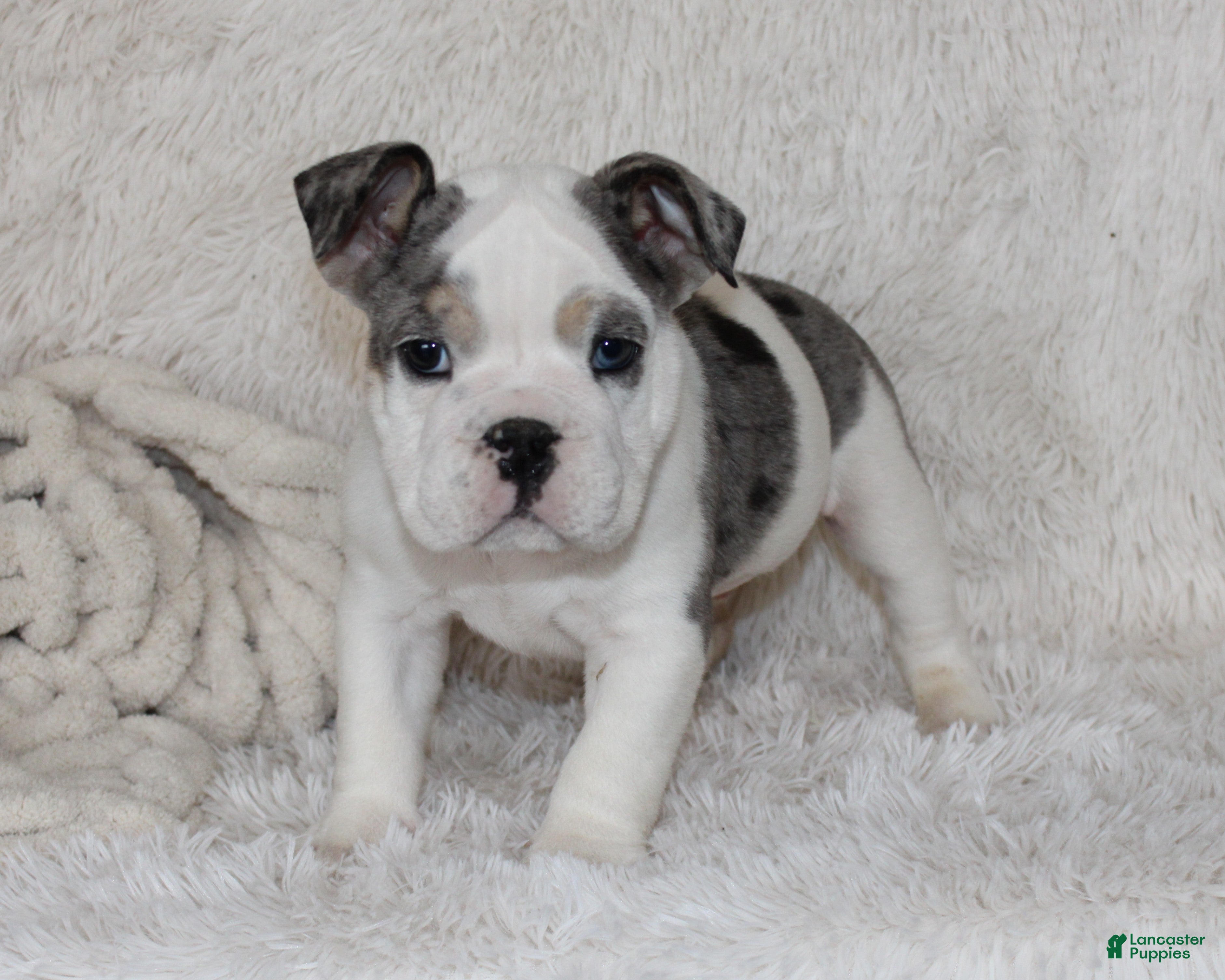 English Bulldog dogs AKC Olaf - Ad 1