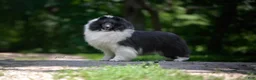 Shetland Sheepdog dogs for sale: Tucker - Ad 10