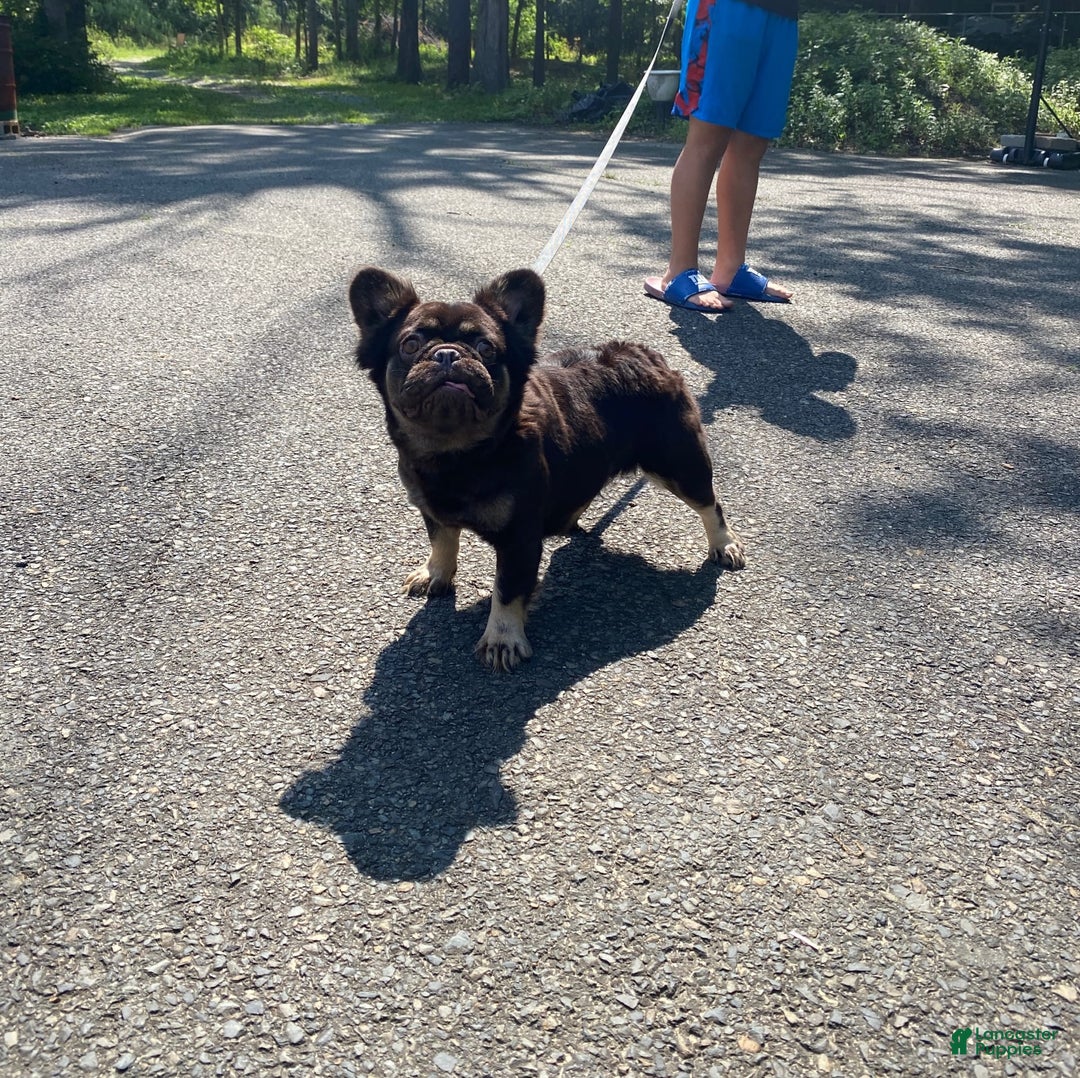French Bulldog dogs for sale: Gabby - Ad 1