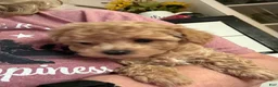 Toy Poodle dogs for sale: Dax  - Ad 10