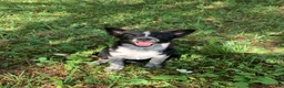Mixed Breed dogs for sale: Luna  - Ad 2