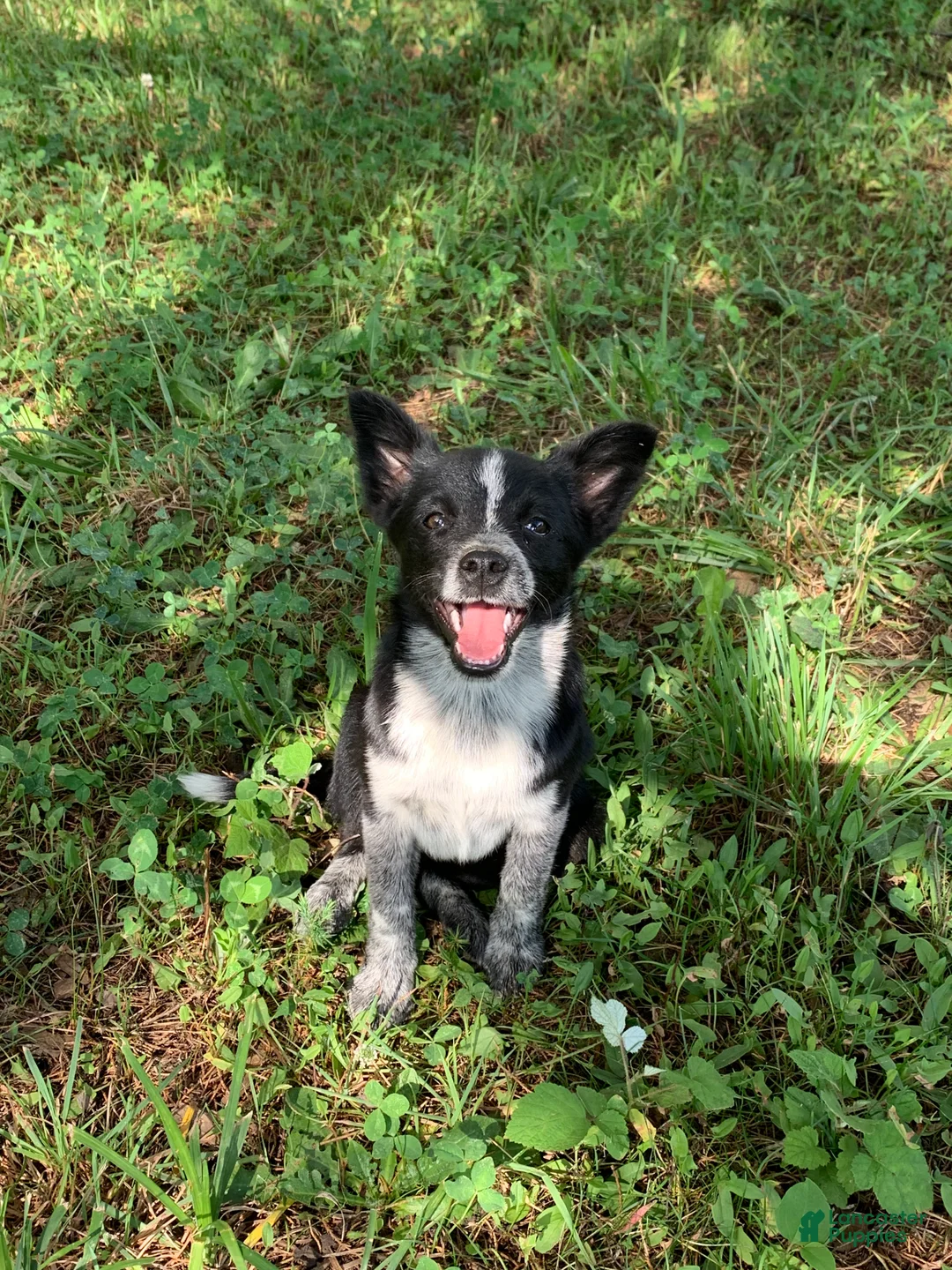 Mixed Breed dogs for sale: Luna  - Ad 2