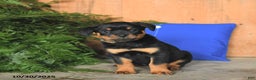 Rottweiler dogs for sale: Autumn - Ad 5