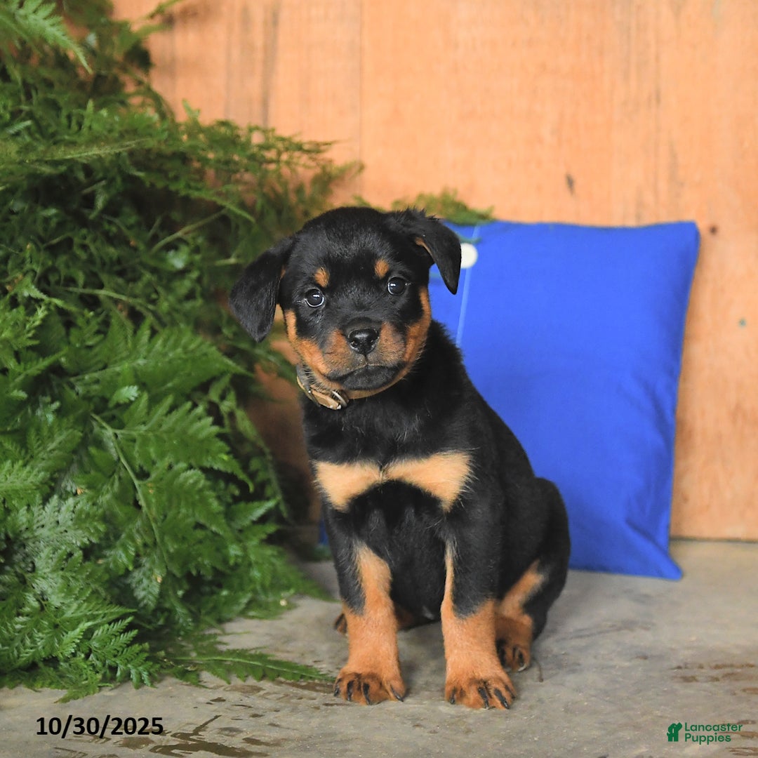 Rottweiler dogs for sale: Autumn - Ad 5