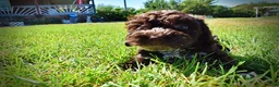 Havapoo dogs for sale: Jasper-LABOR DAY SALE-TAKE $100 OFF!!! - Ad 16