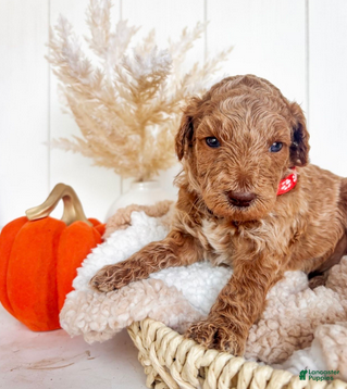 Mini Goldendoodle dogs Hazel - Ad 25