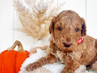 Mini Goldendoodle dogs Hazel - Ad 8