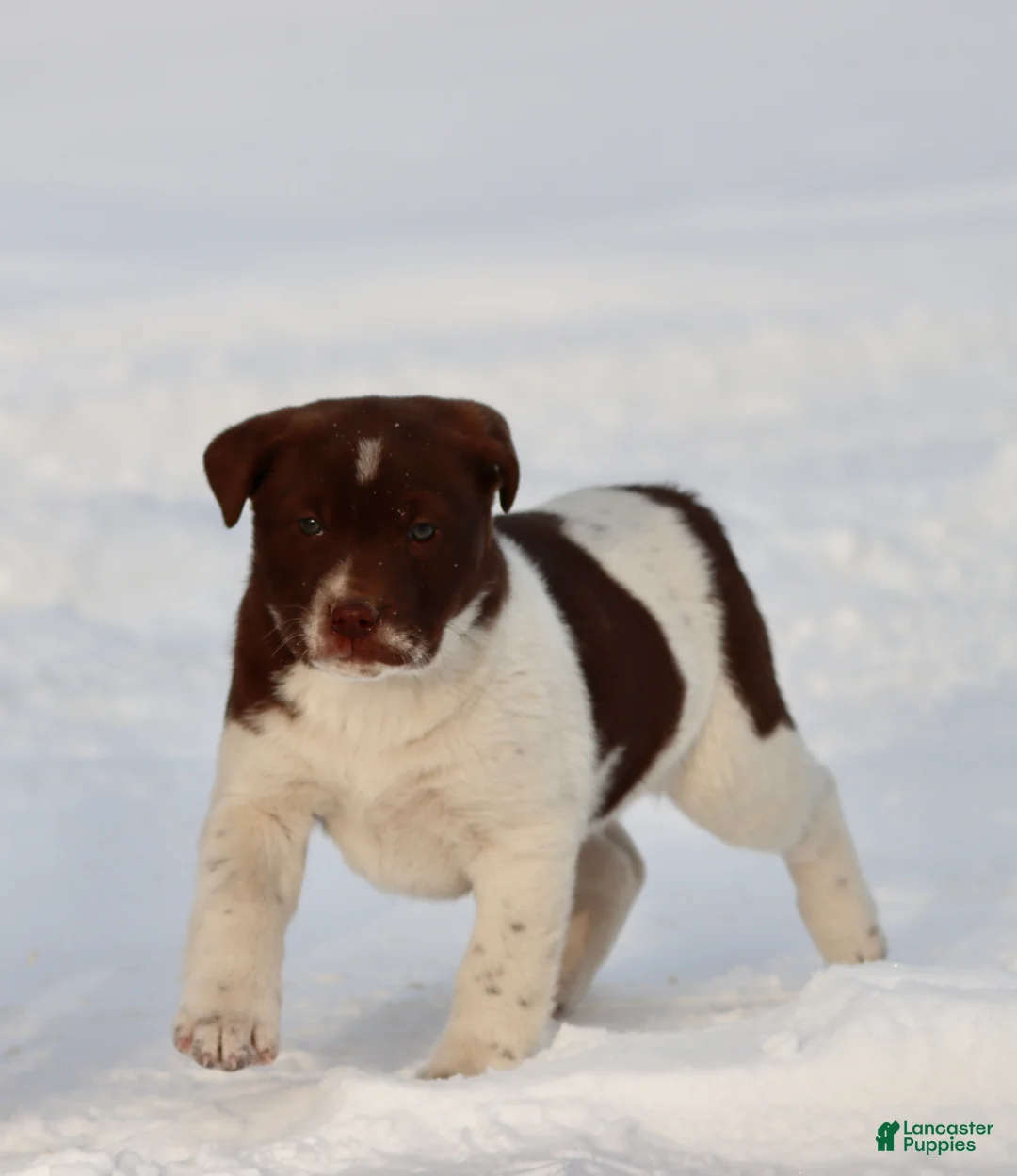 Mixed Breed dogs for sale: Coco - Ad 3