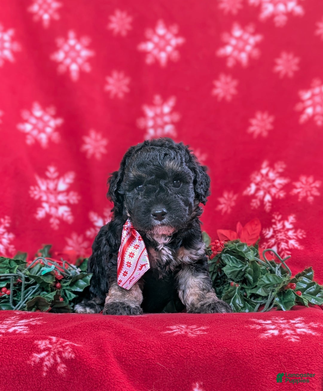 Cockapoo dogs for sale: Brendan Hypoallergenic - Ad 4