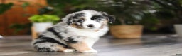 Miniature Australian Shepherd dogs for sale: Hershey - Ad 6