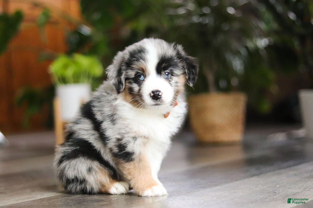 Miniature Australian Shepherd dogs for sale: Hershey - Ad 6