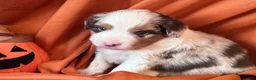 Miniature Australian Shepherd dogs for sale: Reacher - Ad 5