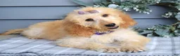 Goldendoodle dogs for sale: Millie - Ad 8