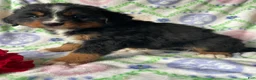 Bernese Mountain Dog dogs for sale: Bernie - Ad 1