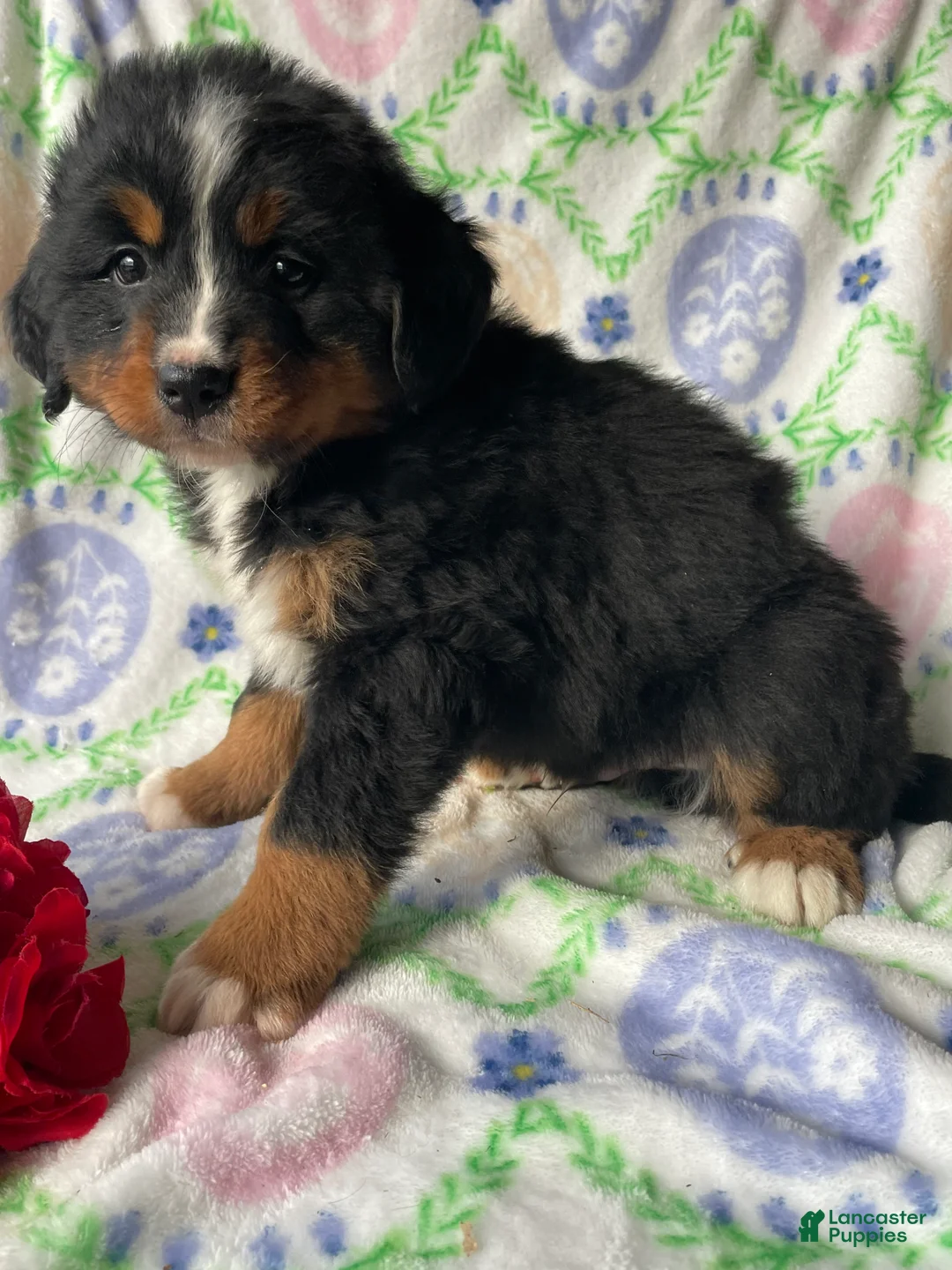 Bernese Mountain Dog dogs for sale: Bernie - Ad 1