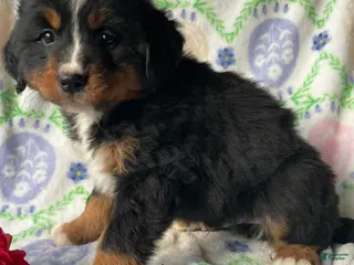 Bernese Mountain Dog dogs Bernie - Ad 5