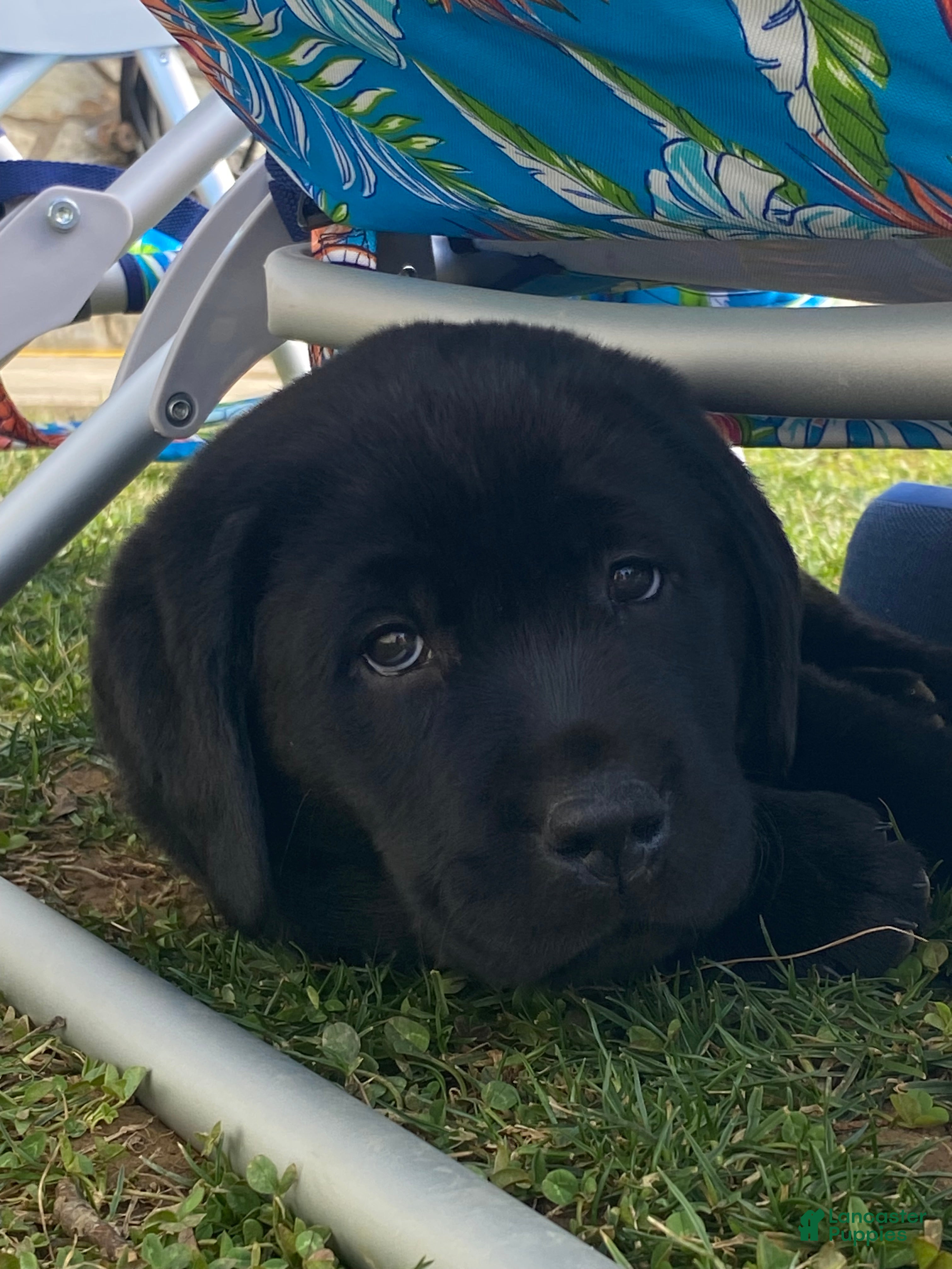 Labrador Retriever dogs Luna - Ad 1