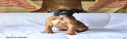 Boxer dogs for sale: Bruiser - Ad 4