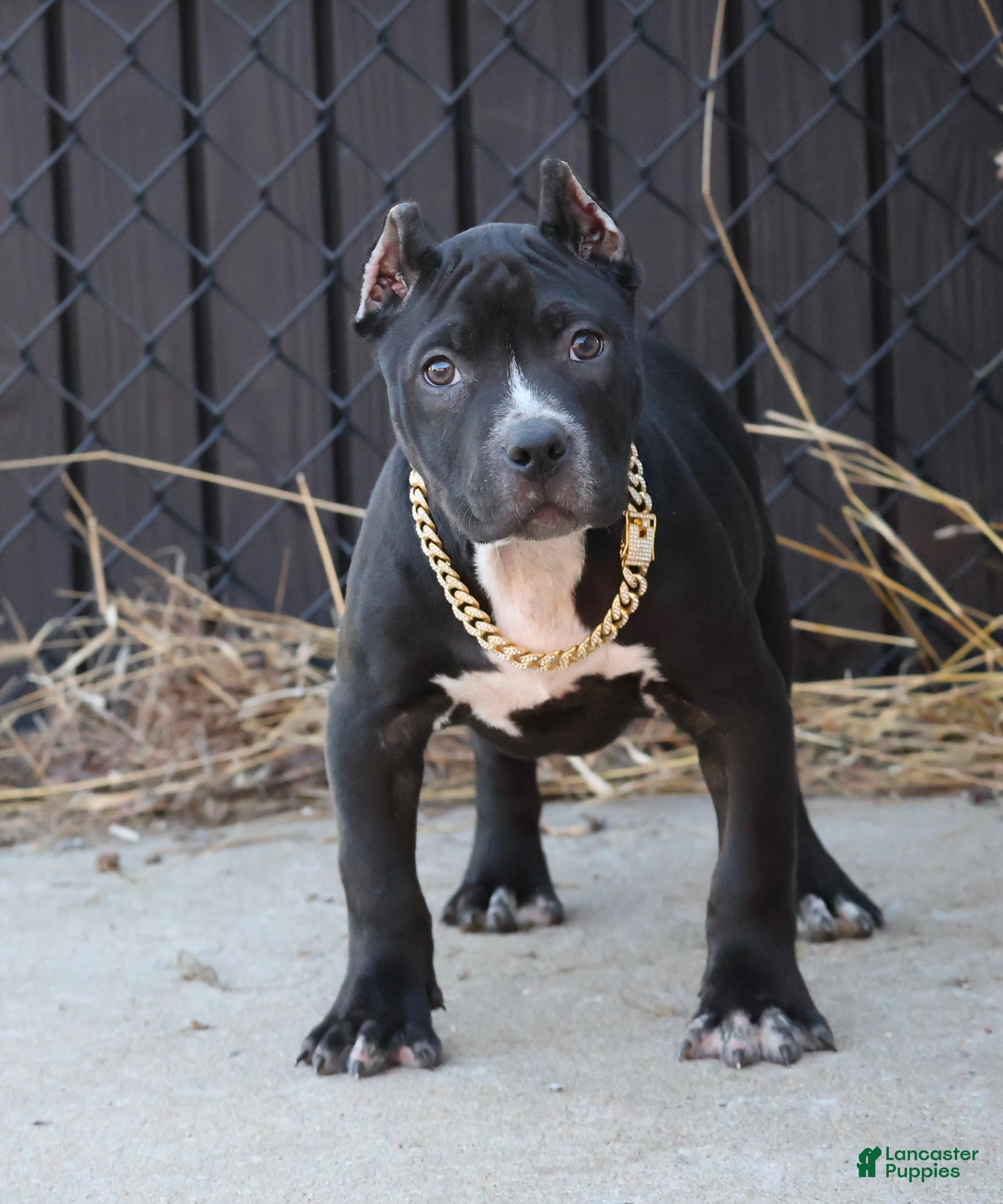 American Bully dogs Amora - Ad 1
