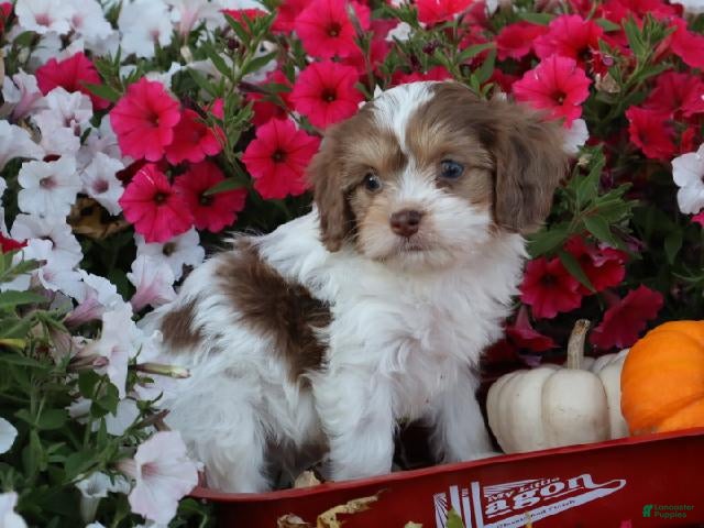 Cavapoo dogs Romeo - Ad 1