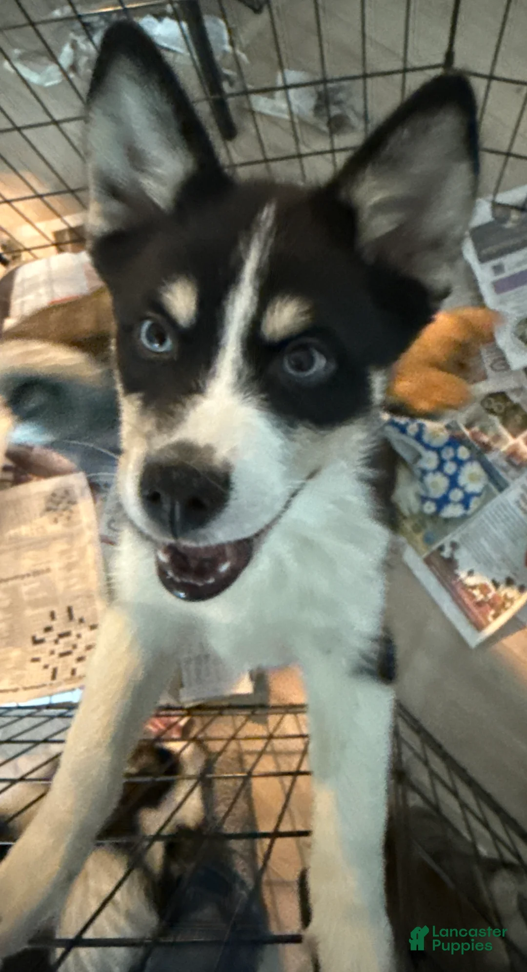 Mixed Breed dogs for sale: Nick - Ad 3