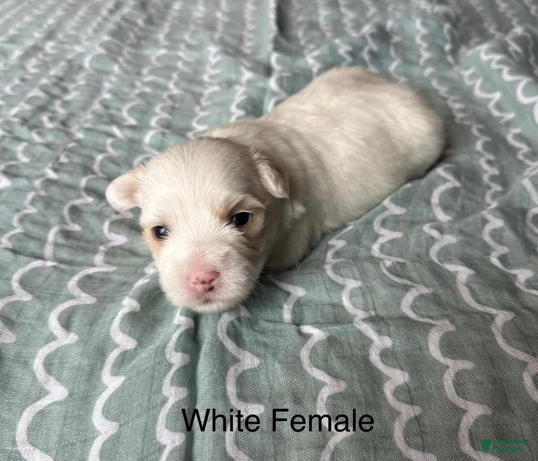 Coton De Tulear dogs for sale: Coton De Tulear Puppy 1 - Ad 2
