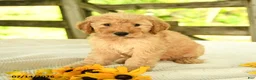 Mini Goldendoodle dogs for sale: Tressa - Ad 10