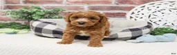 Cavapoo dogs for sale: Illius - Ad 2