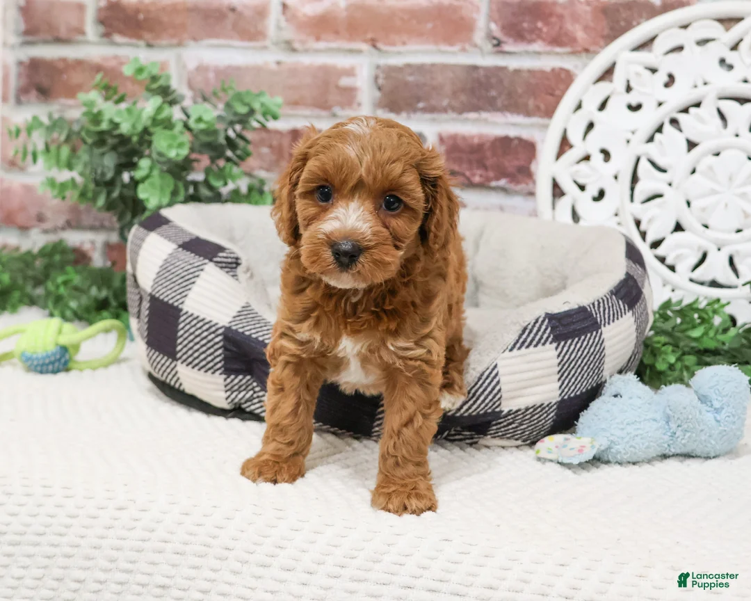 Cavapoo dogs for sale: Illius - Ad 2