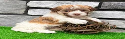 Havanese dogs for sale: Logan - Ad 5