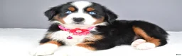 Miniature Australian Shepherd dogs for sale: Kenzie - Ad 3