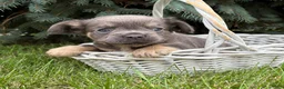 French Bulldog dogs for sale: Diesel Fluffy - Ad 4