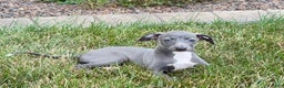 Italian Greyhound dogs for sale: Jenna - Ad 4