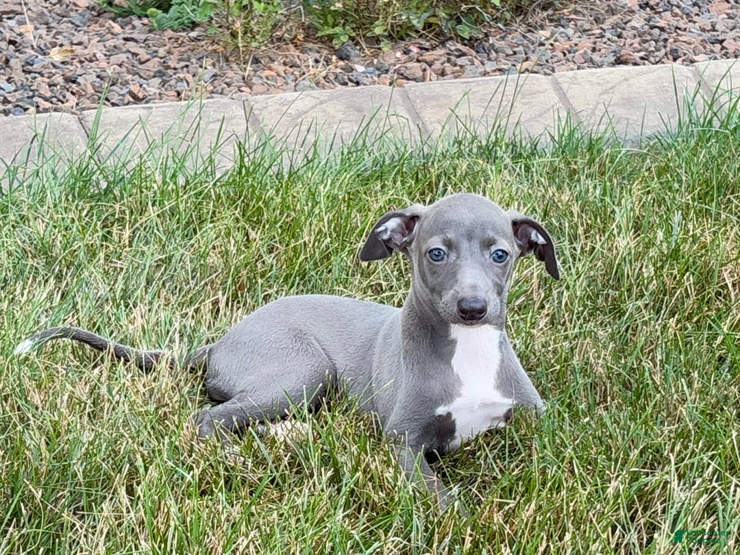 Italian Greyhound dogs for sale: Jenna - Ad 4