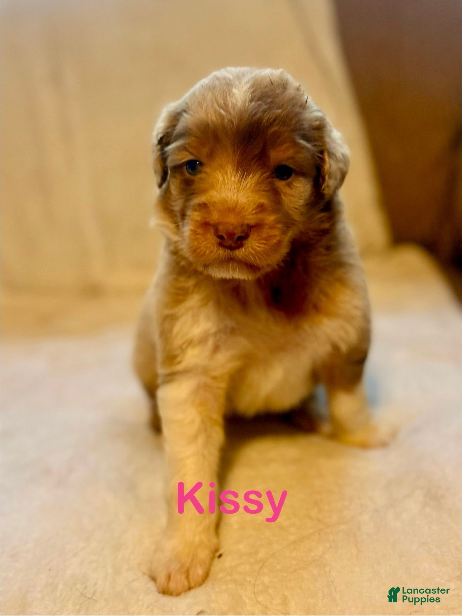 Aussiedoodle dogs Kissy - Ad 1