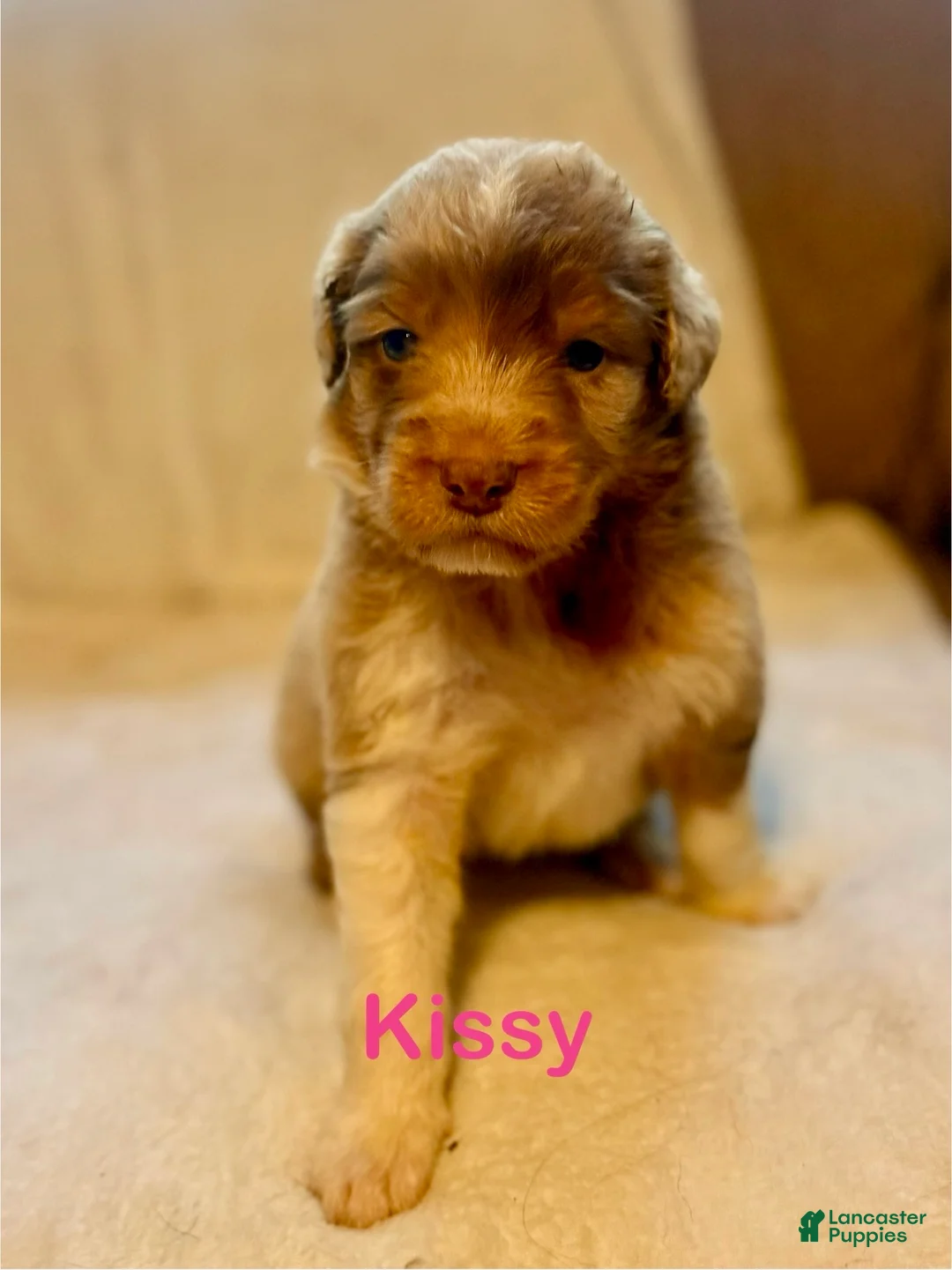 Aussiedoodle dogs for sale: Kissy - Ad 1