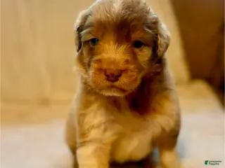 Aussiedoodle dogs for sale: Kissy - Ad 1