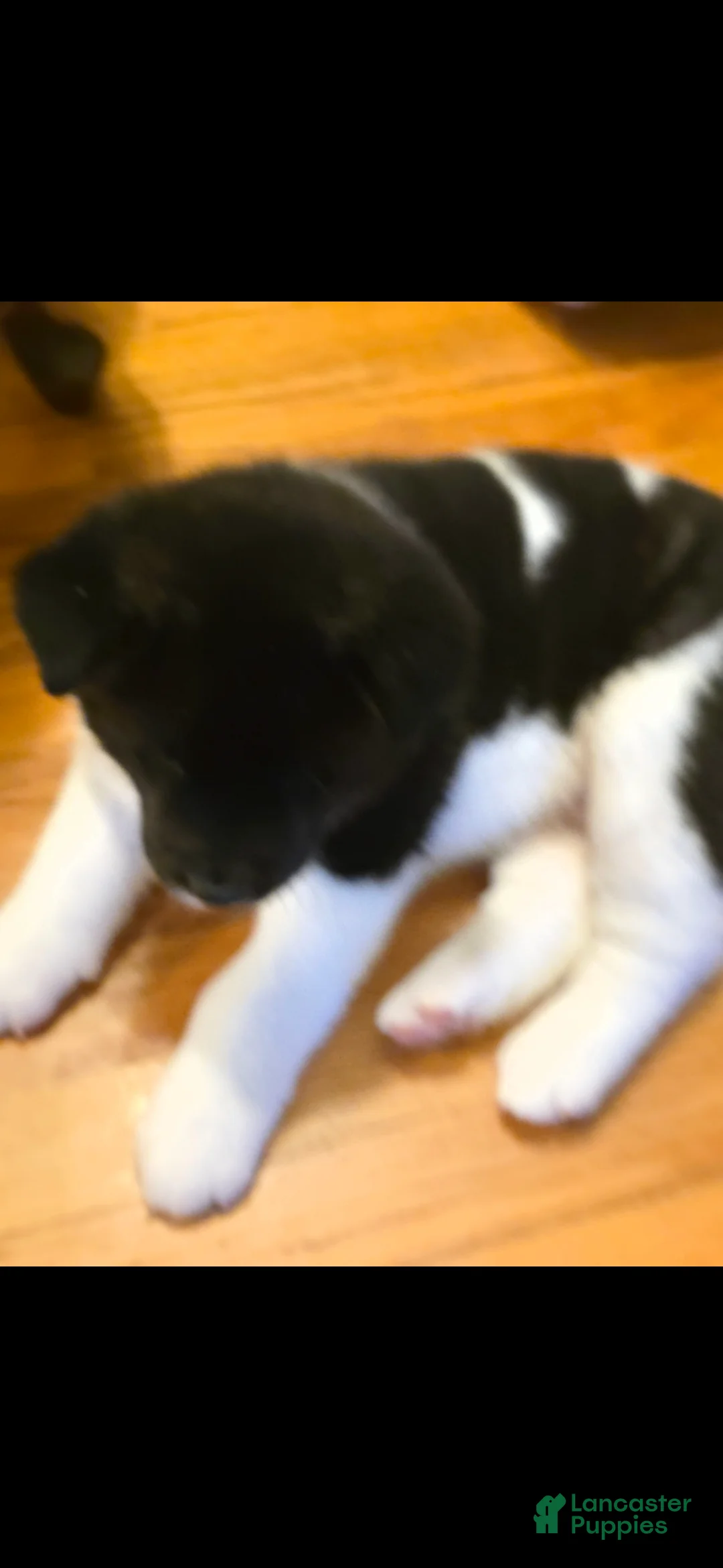 Akita dogs for sale: AKC Zooka - Ad 9